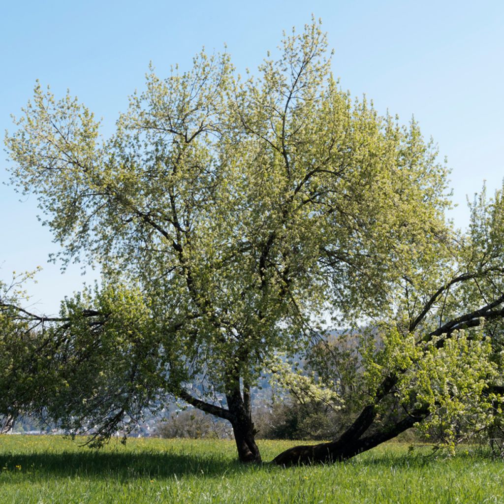 Prunus mahaleb - Cerezo de Santa Lucía