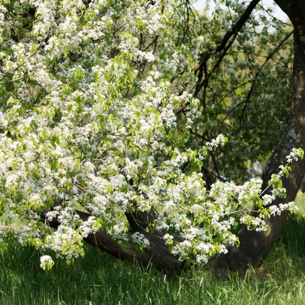 Prunus mahaleb - Cerezo de Santa Lucía