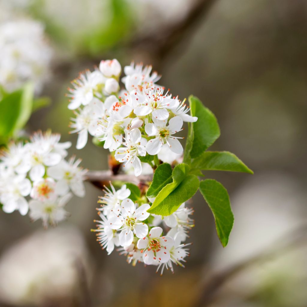 Prunus mahaleb - Cerezo de Santa Lucía