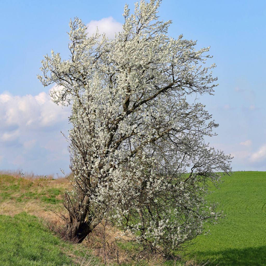 Prunus mahaleb - Cerezo de Santa Lucía