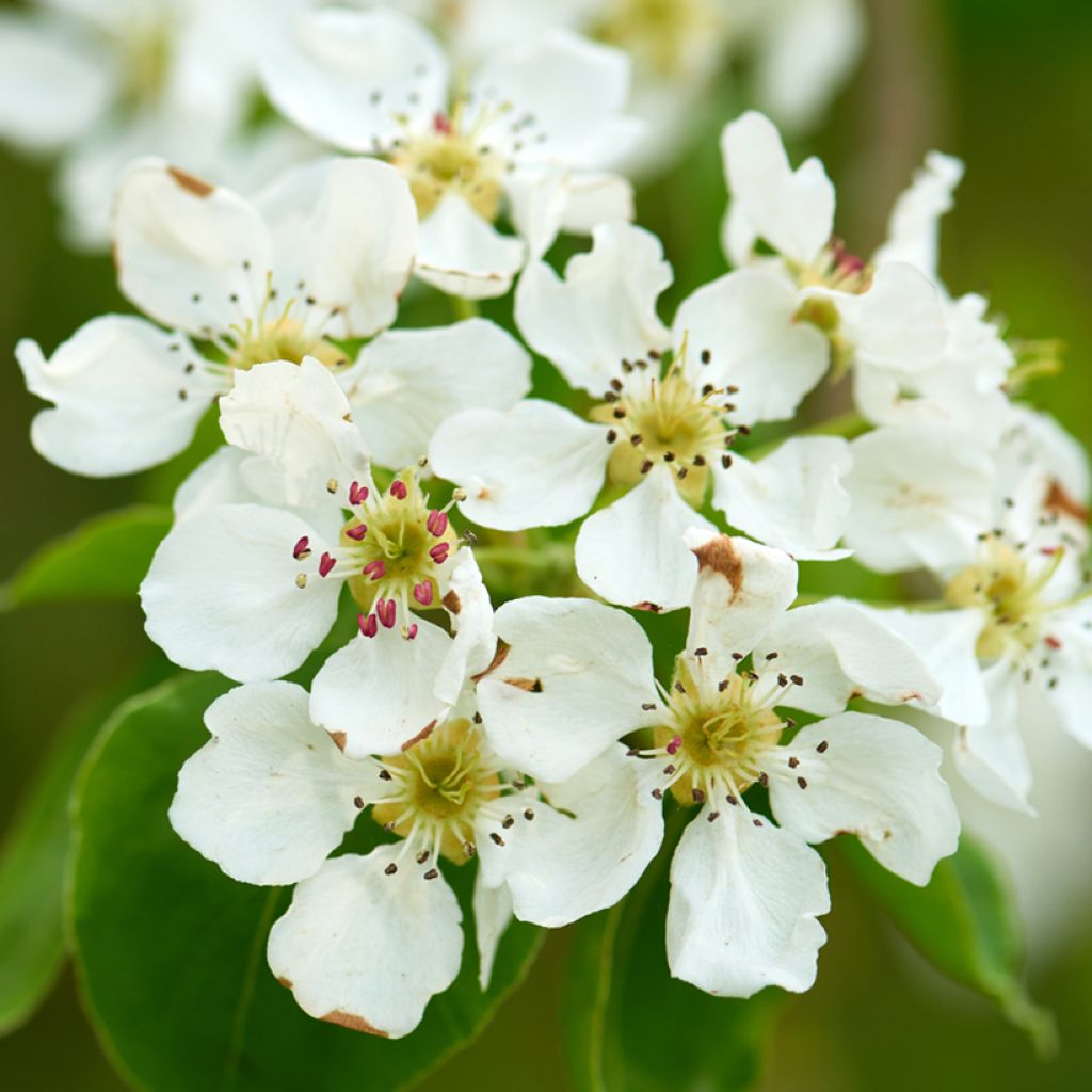 Prunus padus - Cerezo de racimos