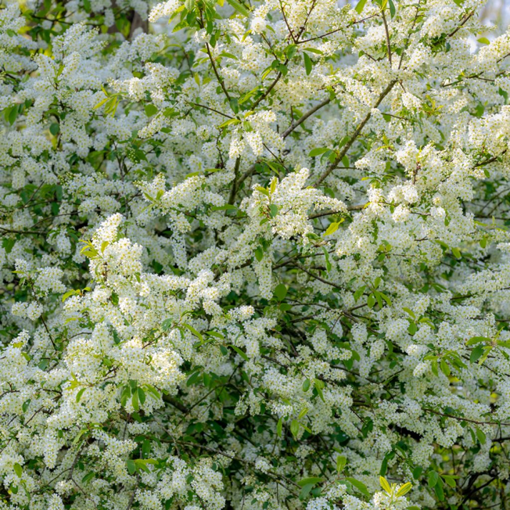 Prunus padus - Cerezo de racimos