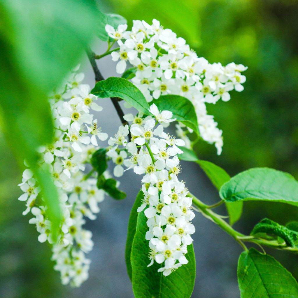 Prunus padus - Cerezo de racimos