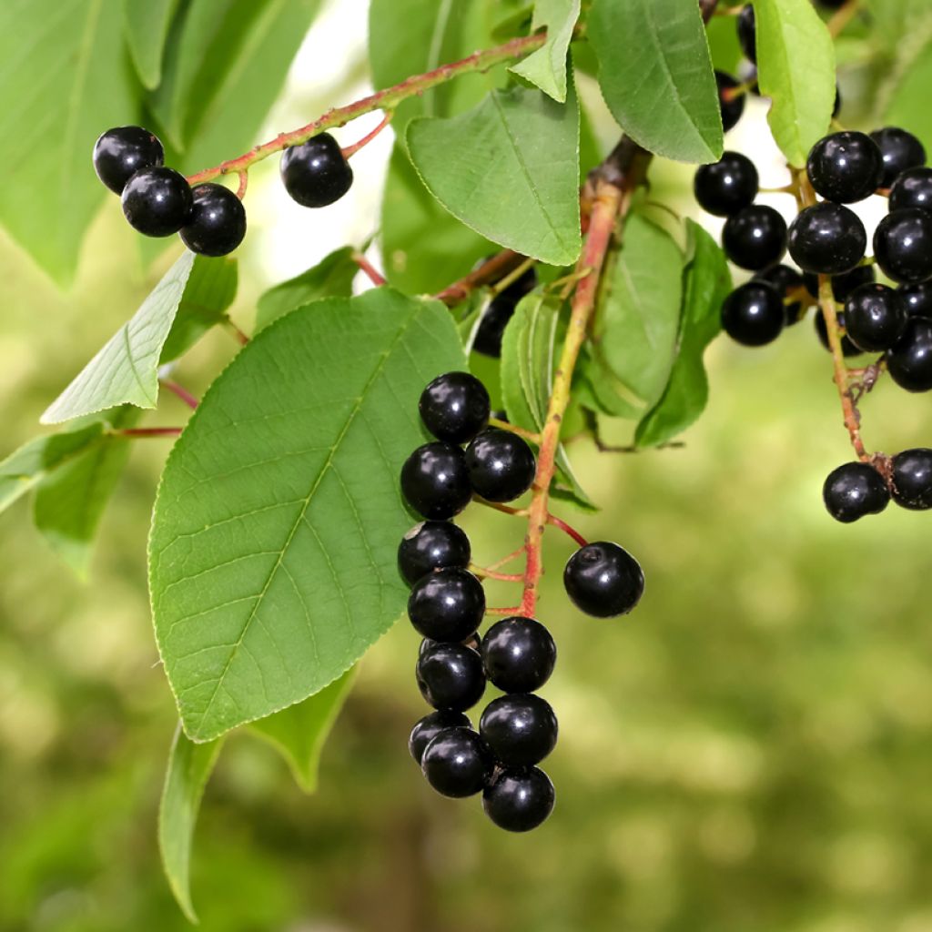 Prunus padus - Cerezo de racimos