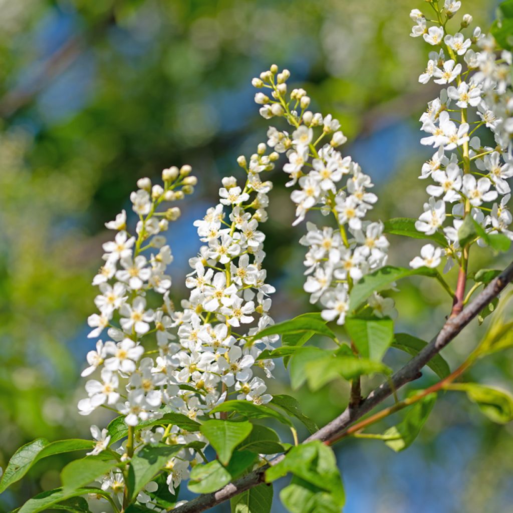 Prunus padus - Cerezo de racimos