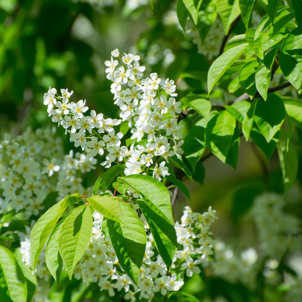 Prunus padus - Cerezo de racimos