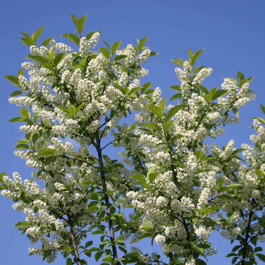 Prunus padus Nana - Cerisier à grappes nain