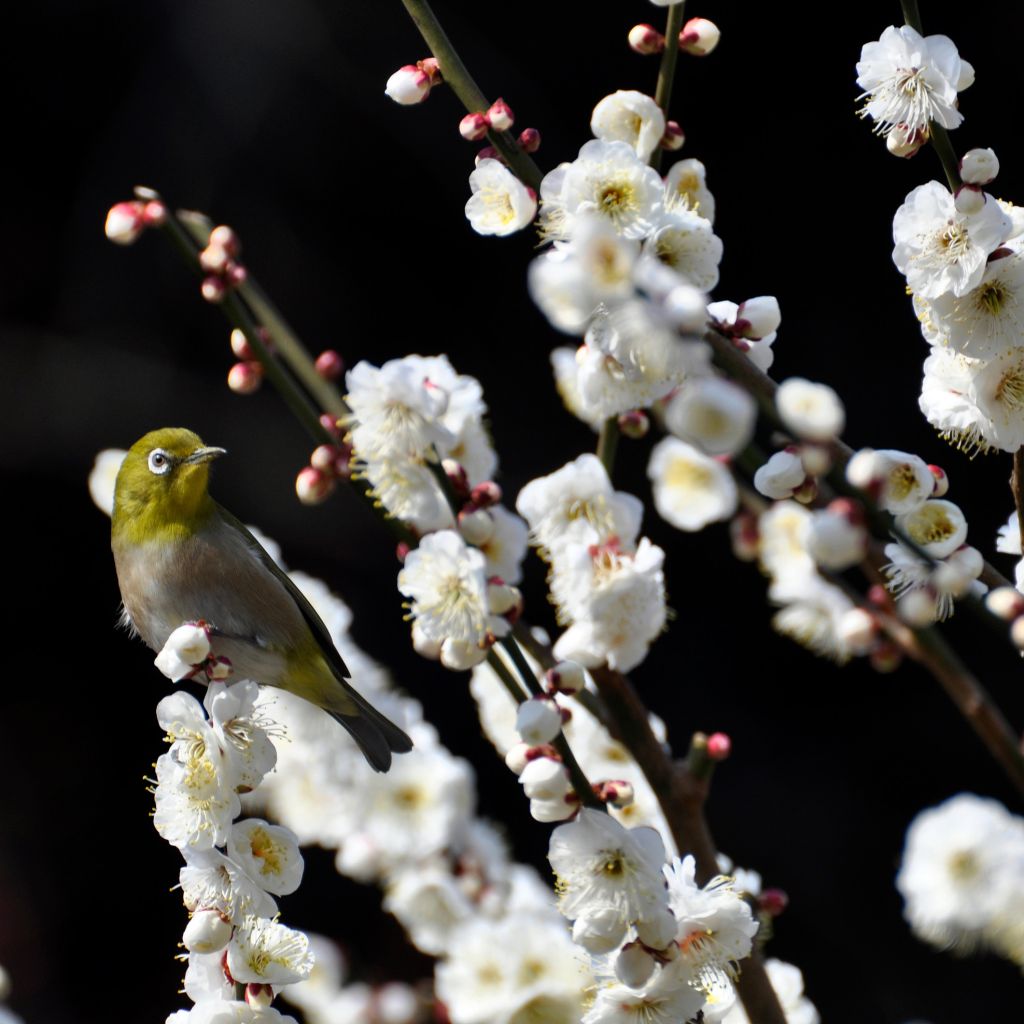 Prunus persica Taoflora White