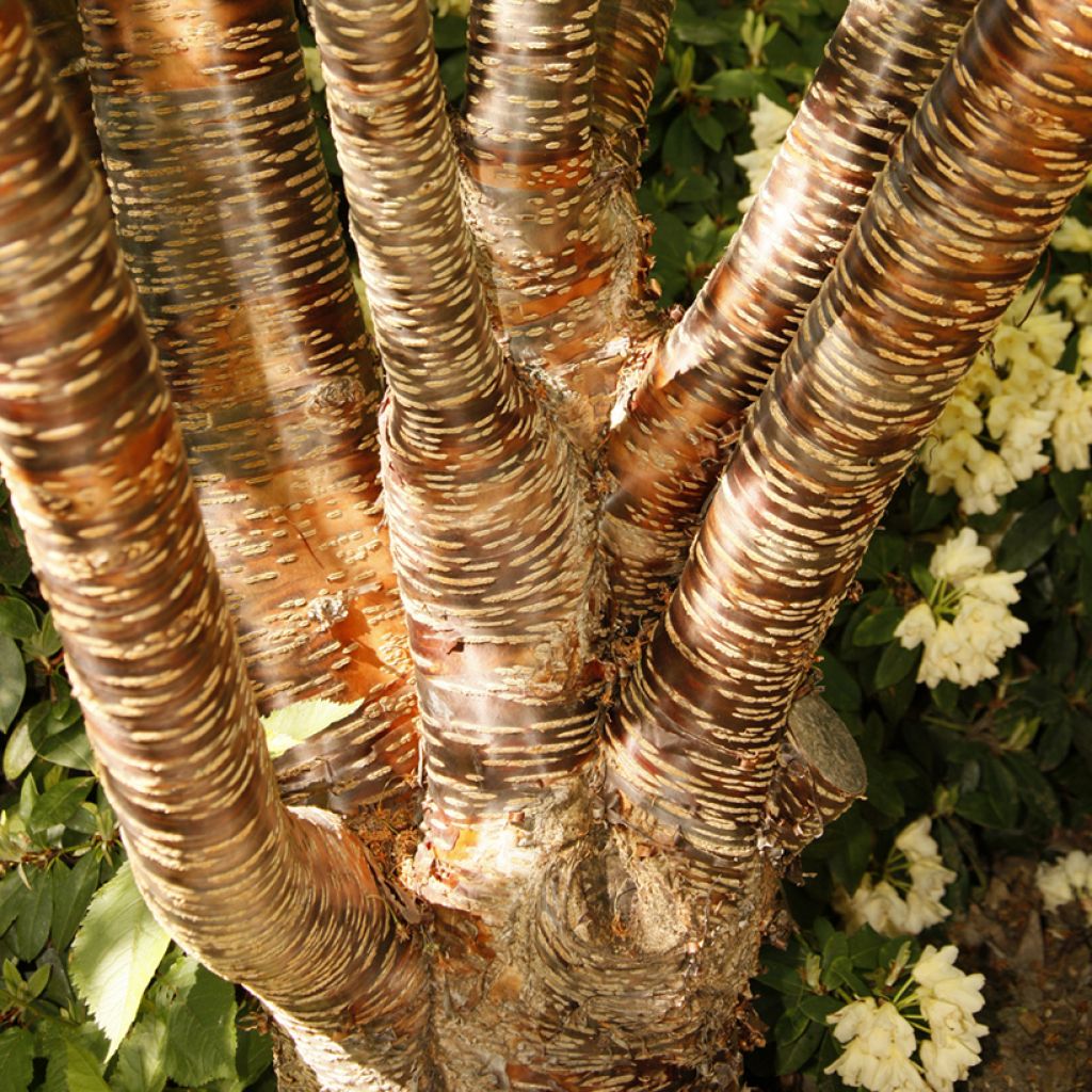 Prunus rufa - Cereza del Himalaya