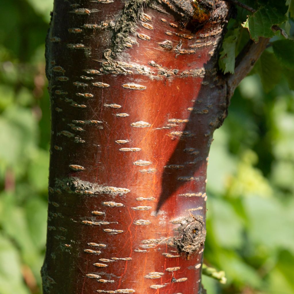 Prunus rufa - Cereza del Himalaya