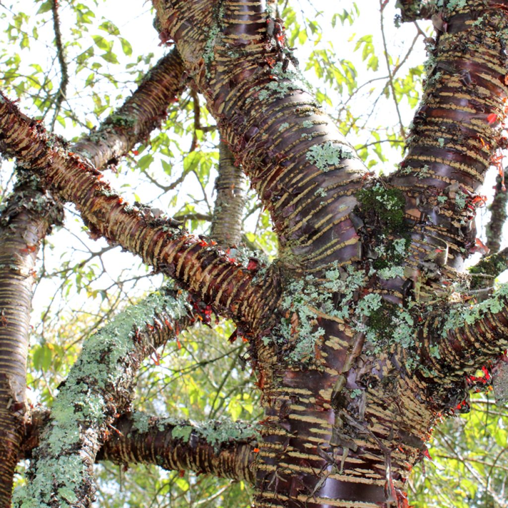 Prunus rufa - Cereza del Himalaya