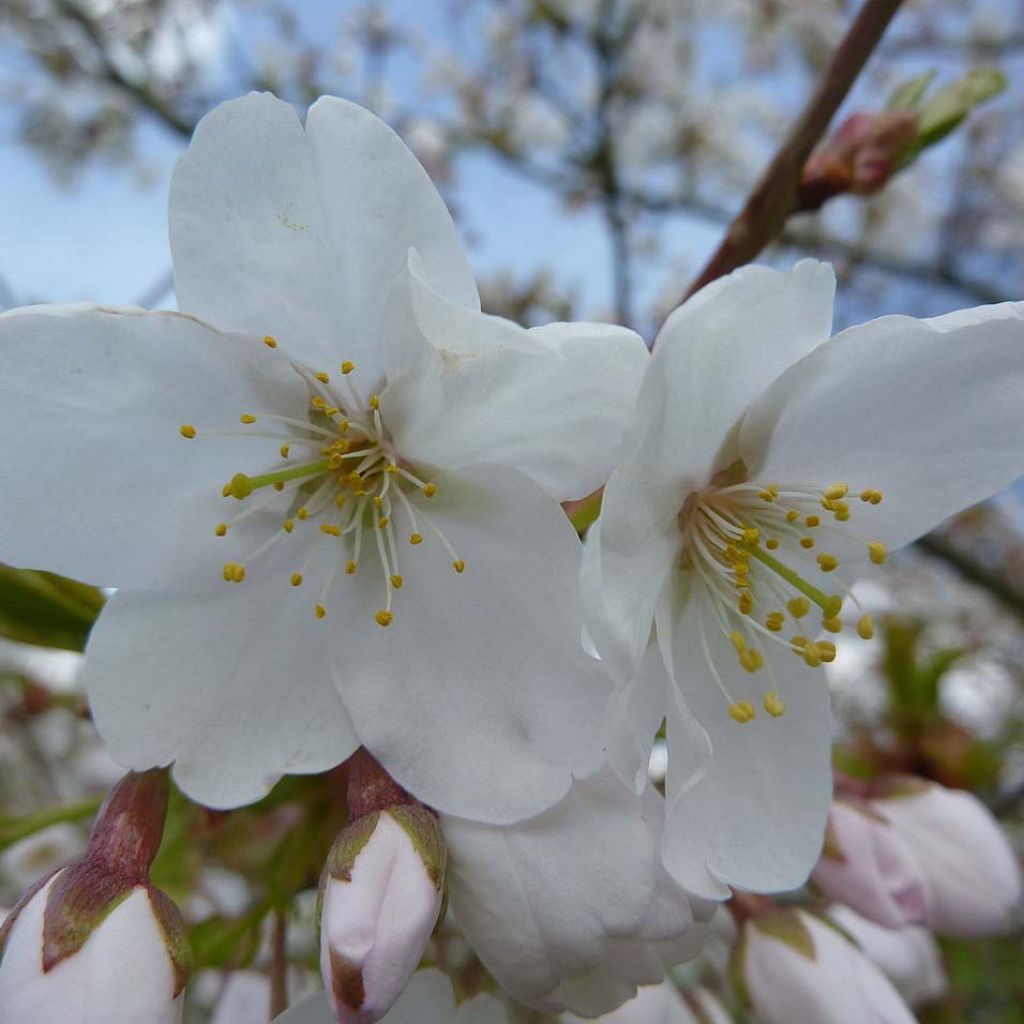 Prunus serrula Amber Scots - Cerisier du Tibet 