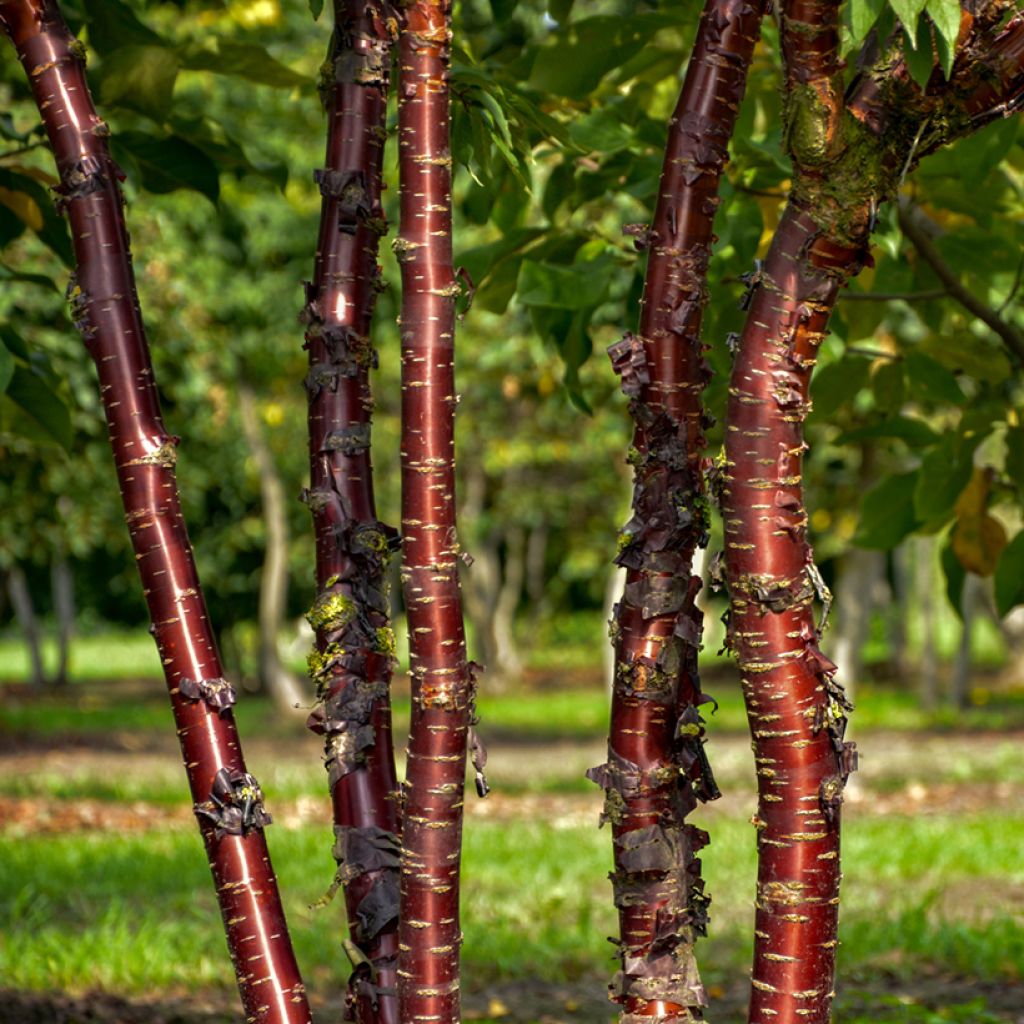 Prunus serrula Amber Scots