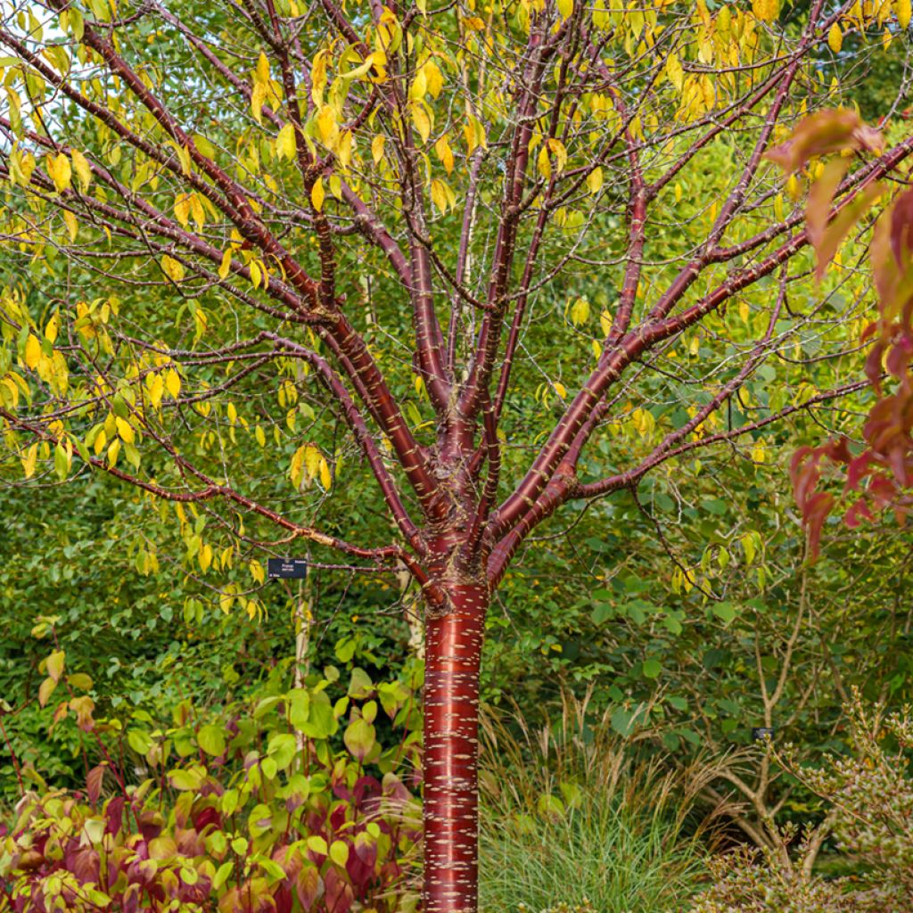 Prunus serrula Amber Scots