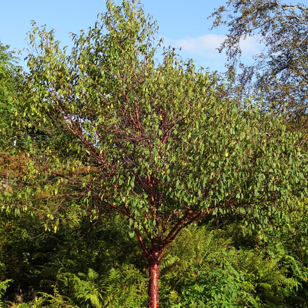 Prunus serrula