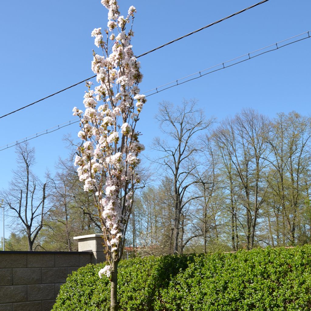 Cerezo japonés Amanogawa - Prunus serrulata