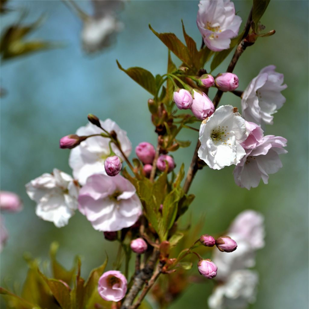 Cerezo japonés Amanogawa - Prunus serrulata