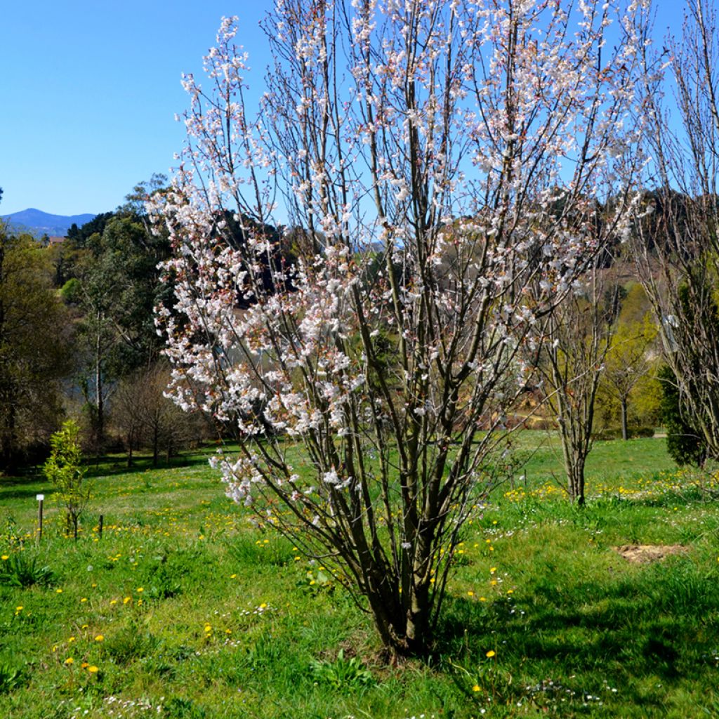 Cerezo japonés Amanogawa - Prunus serrulata