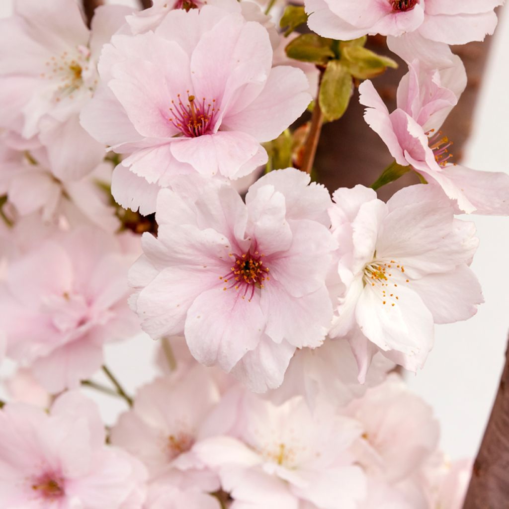 Cerezo japonés Amanogawa - Prunus serrulata