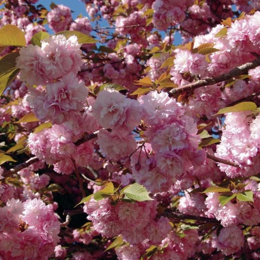 Cerezo japonés Kanzan - Prunus serrulata