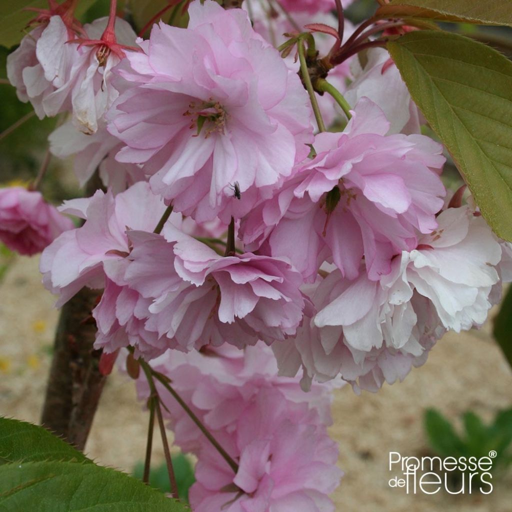 Cerezo japonés Pink Perfection - Prunus serrulata