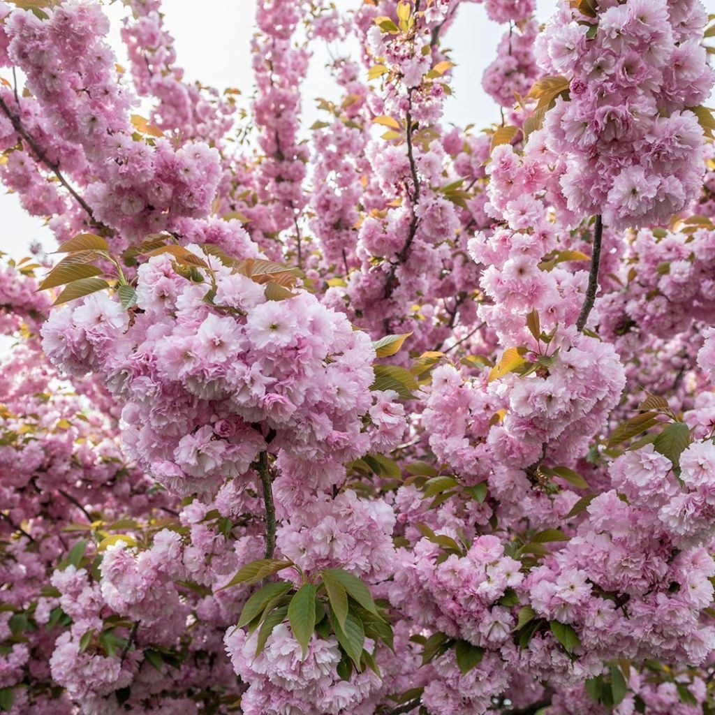 Cerezo japonés Pink Perfection - Prunus serrulata