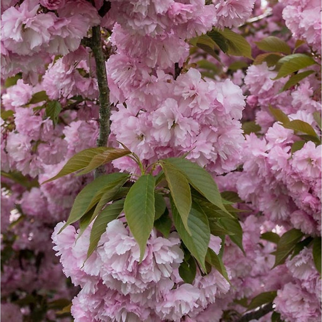 Cerezo japonés Pink Perfection - Prunus serrulata