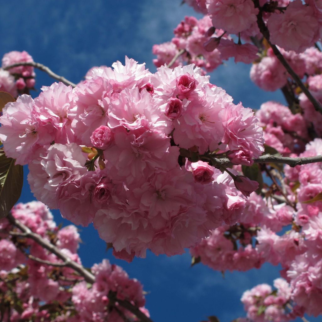 Cerezo japonés Royal Burgundy - Prunus serrulata