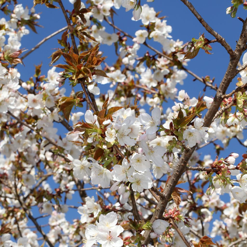 Cerisier à fleurs - Prunus serrulata Tai-haku