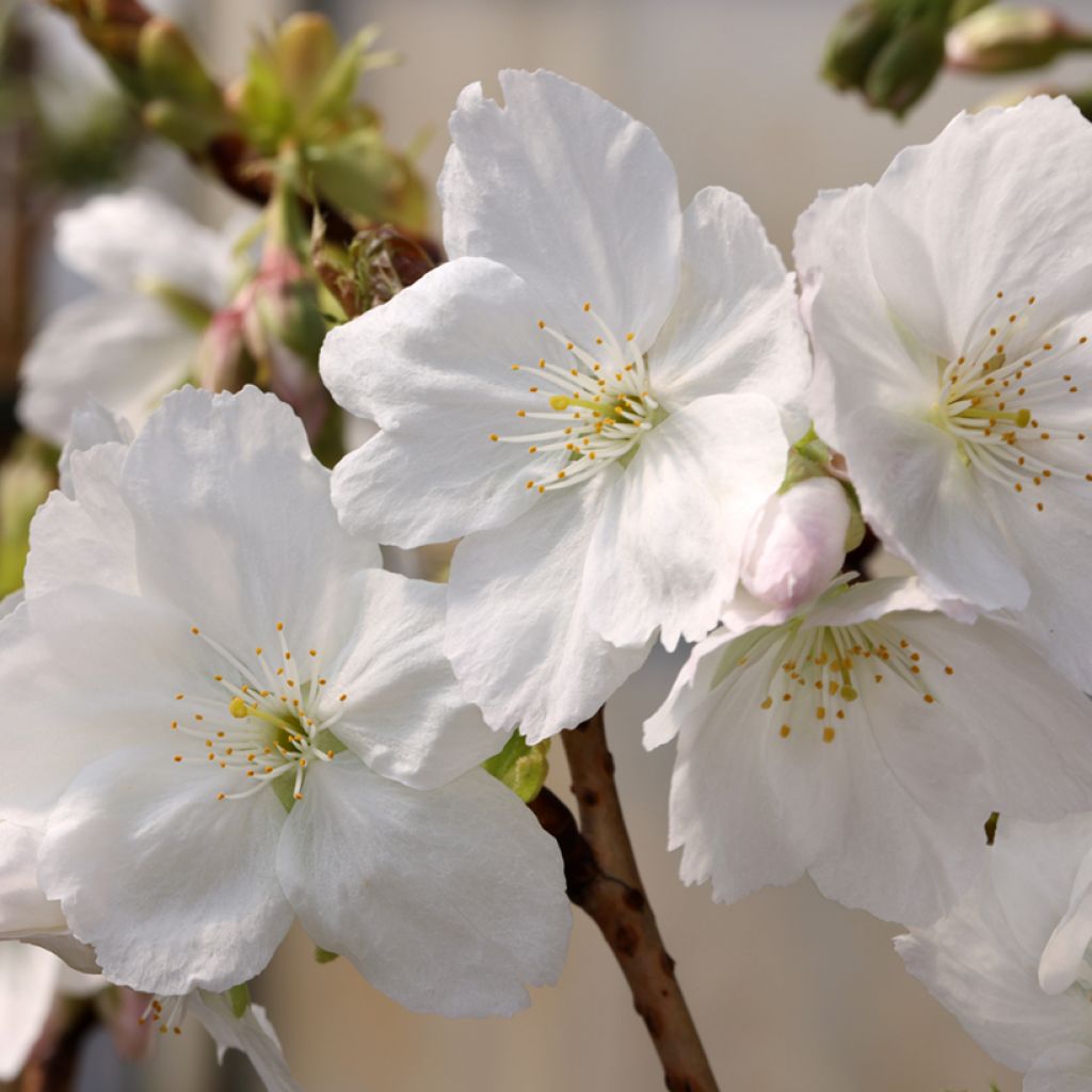 Cerezo japonés Tai-haku - Prunus serrulata