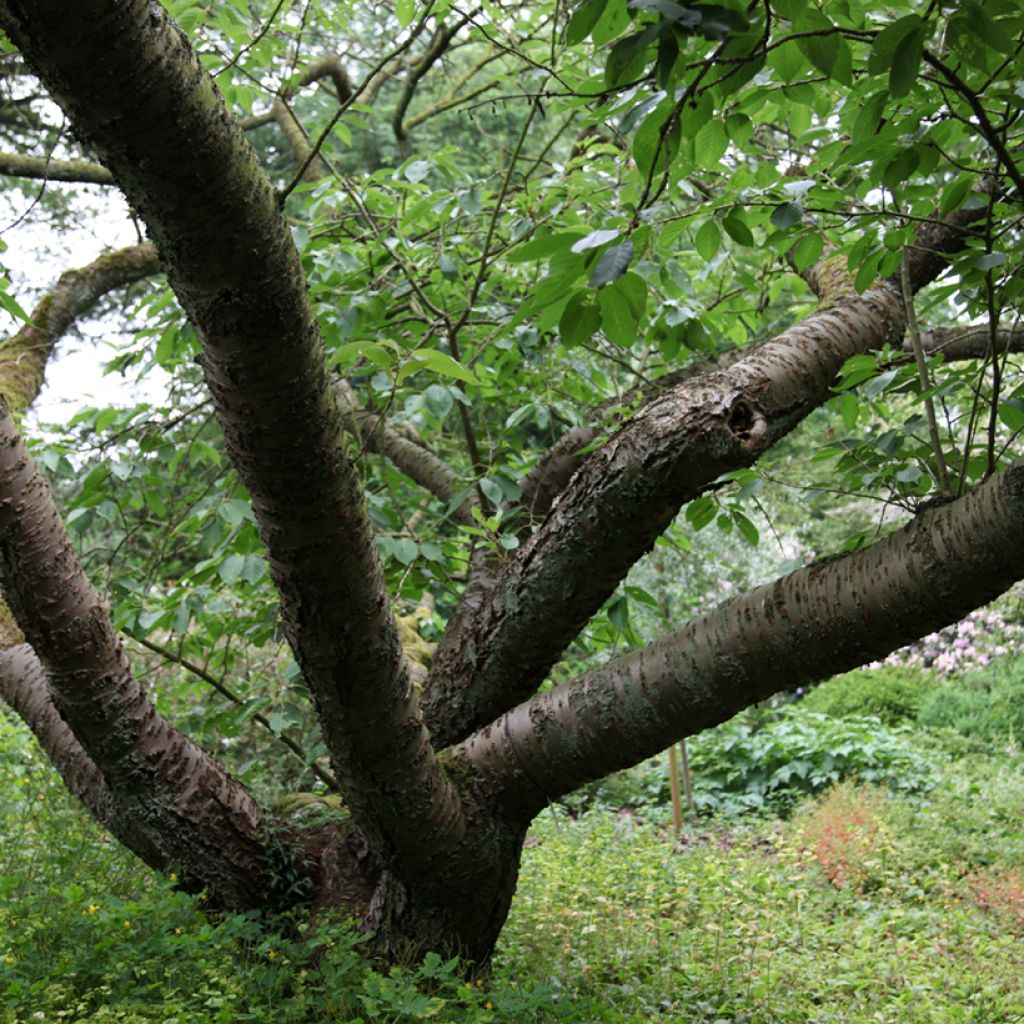 Cerezo japonés Tai-haku - Prunus serrulata