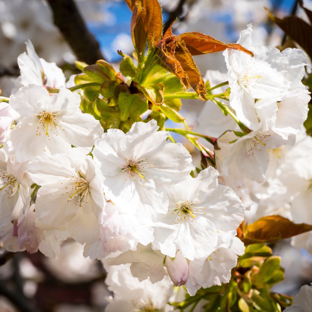 Cerezo japonés Tai-haku - Prunus serrulata