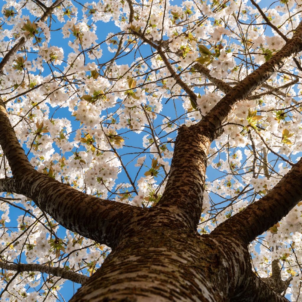 Cerezo japonés Tai-haku - Prunus serrulata