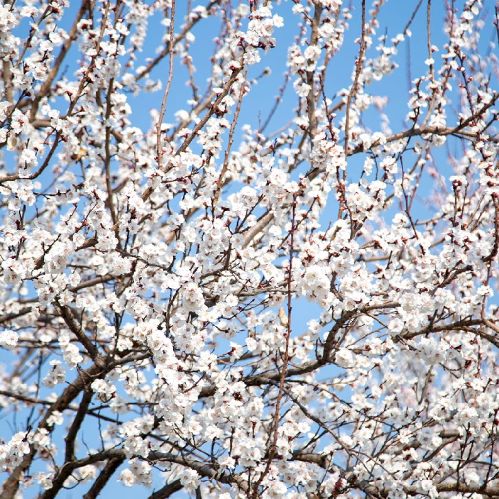 Cerezo japonés Tai-haku - Prunus serrulata