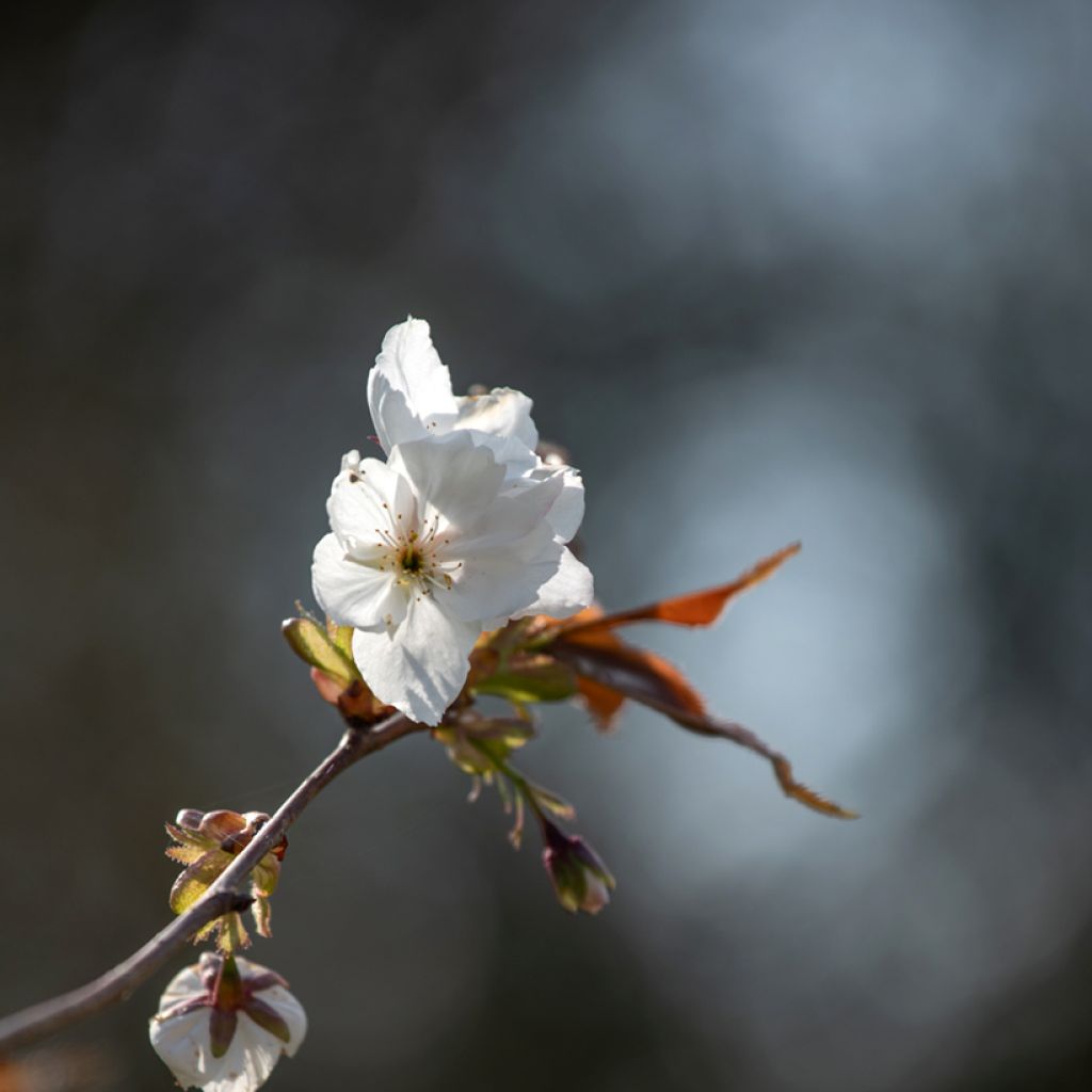 Cerezo japonés Tai-haku - Prunus serrulata