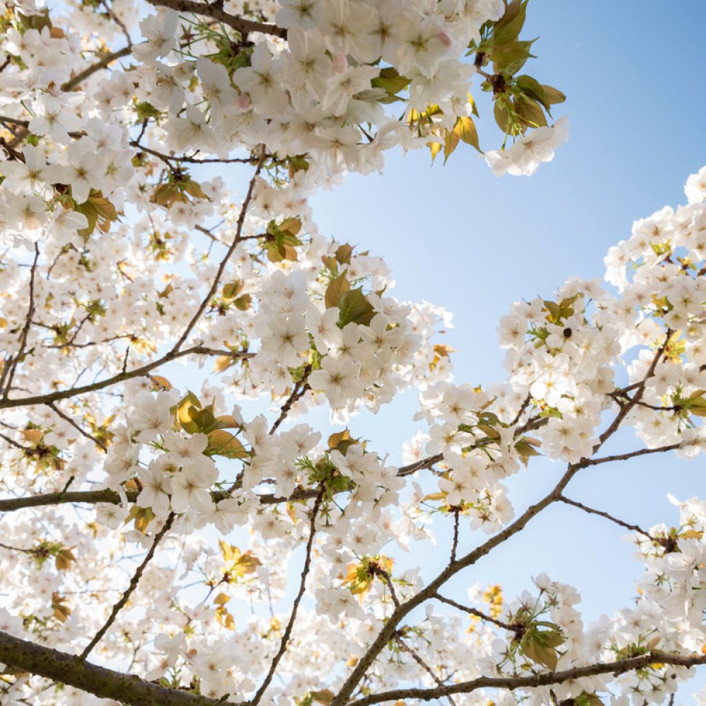 Cerezo japonés Tai-haku - Prunus serrulata