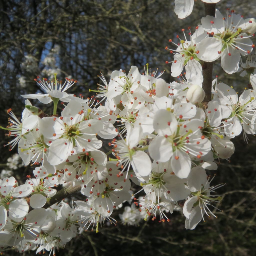 Endrino - Prunus spinosa