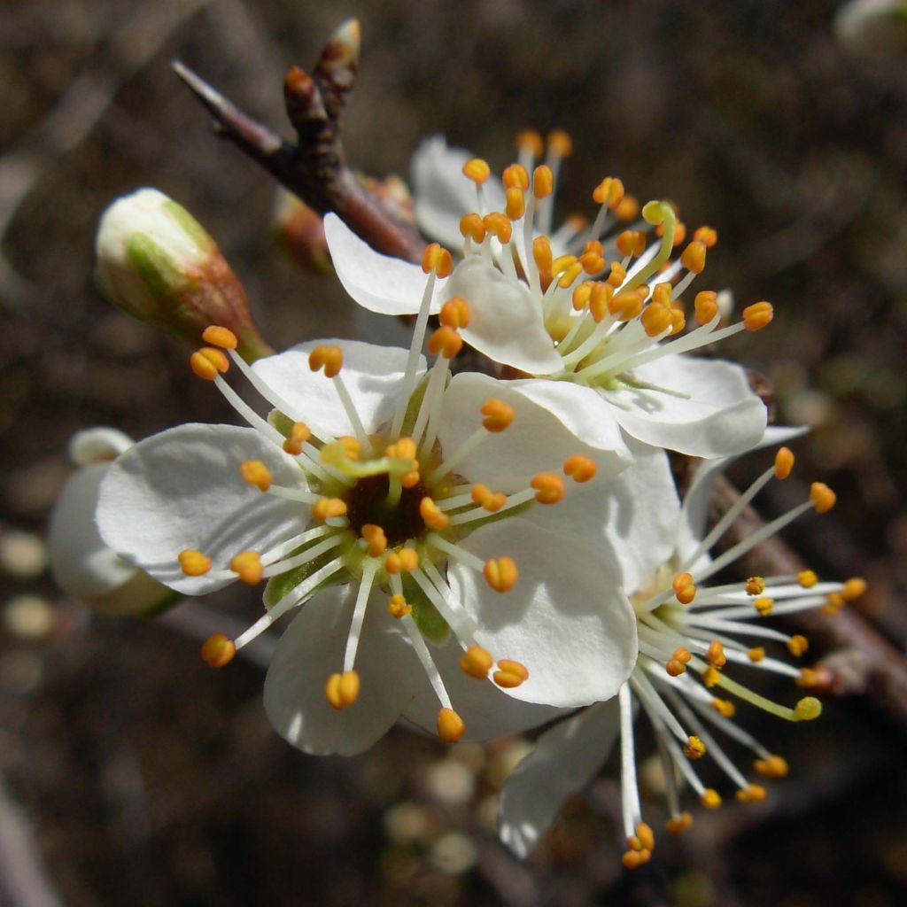 Endrino - Prunus spinosa