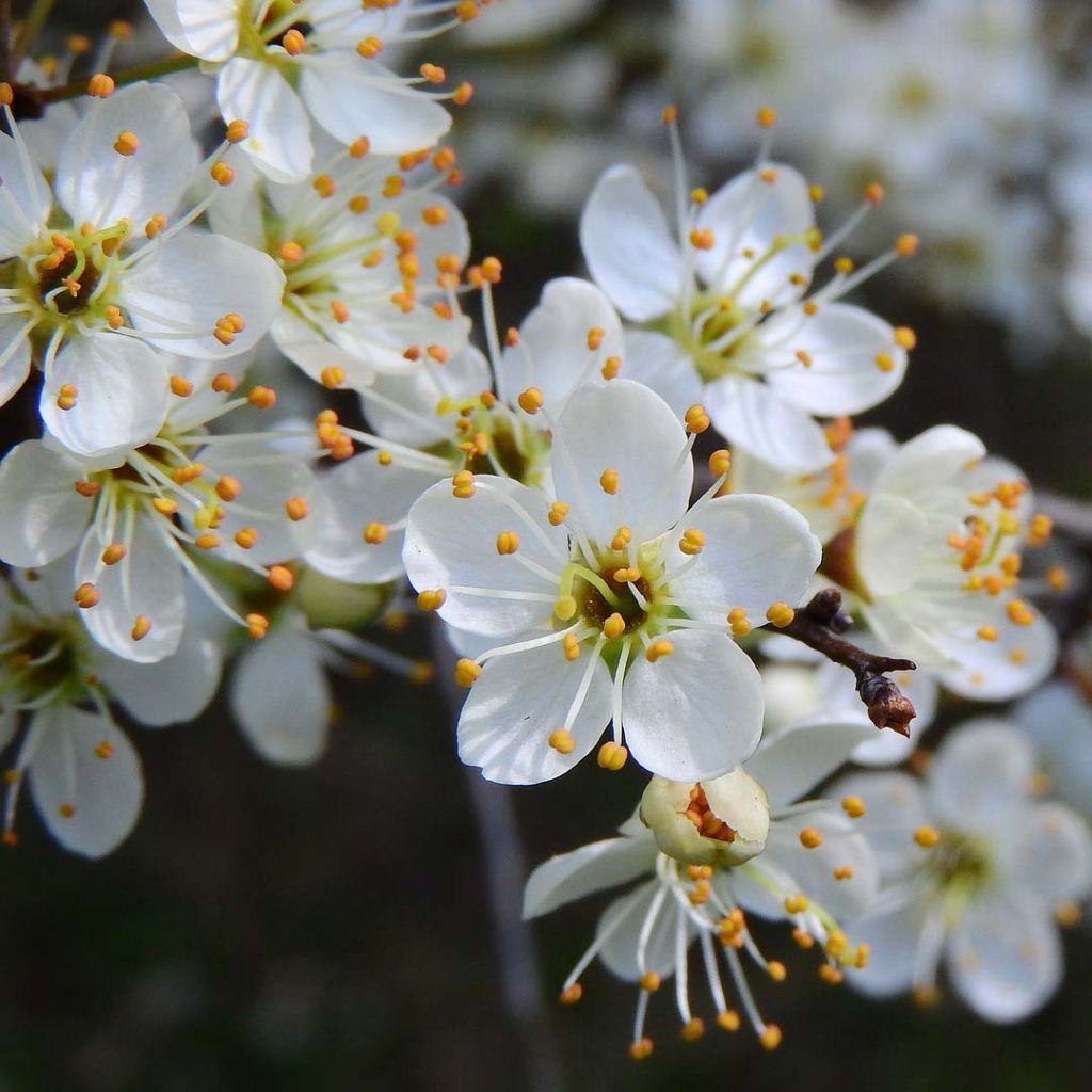 Endrino - Prunus spinosa