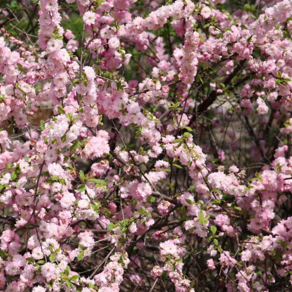 Ciruelo de flor - Prunus triloba