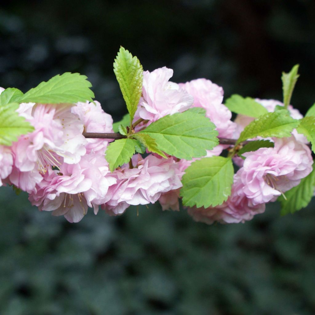 Ciruelo de flor - Prunus triloba