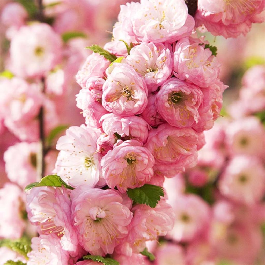 Ciruelo de flor - Prunus triloba