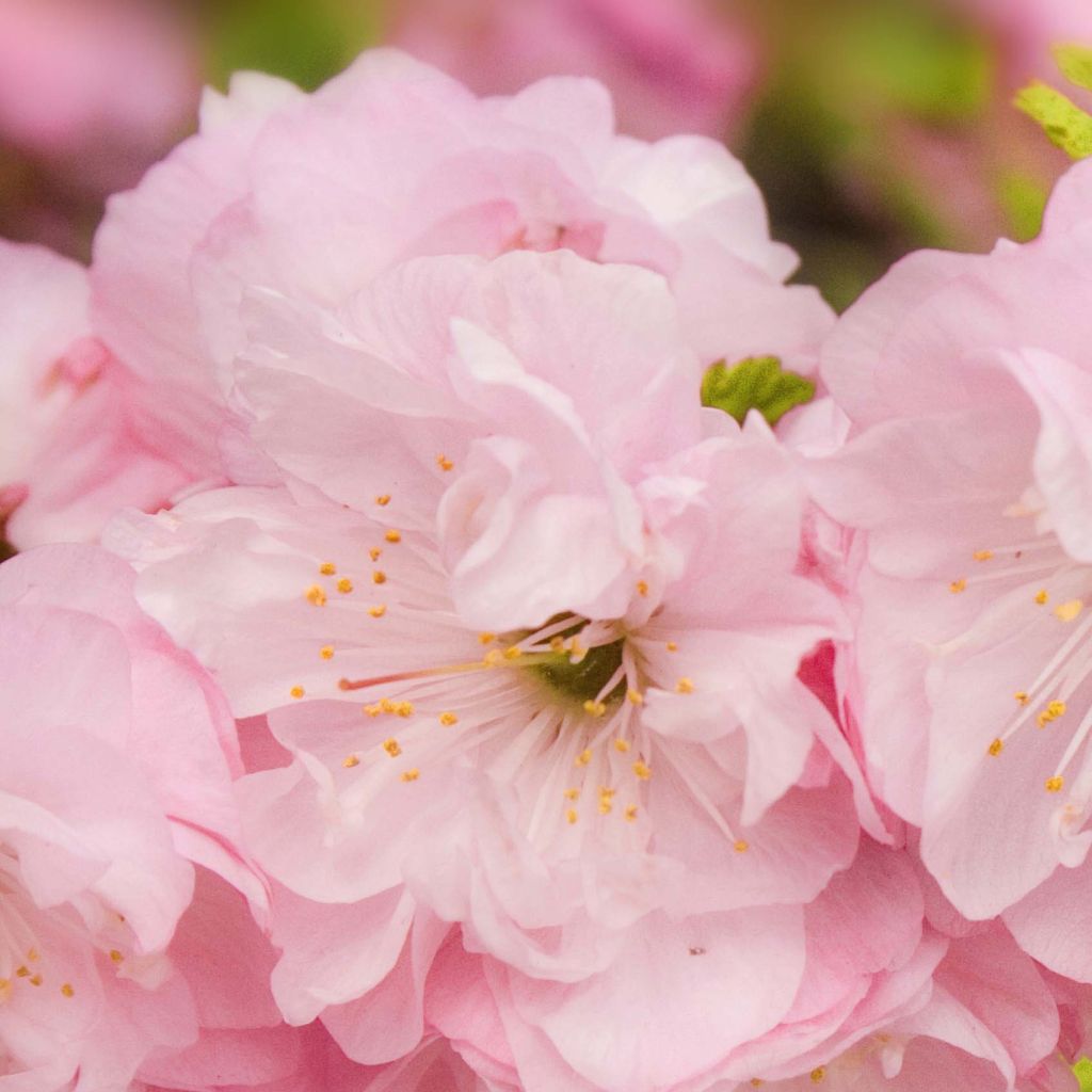 Ciruelo de flor - Prunus triloba