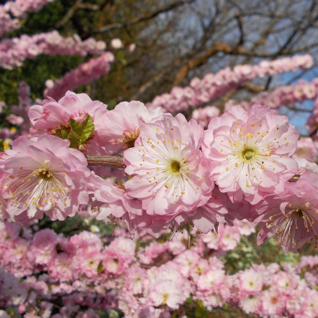 Ciruelo de flor Multiplex - Prunus triloba