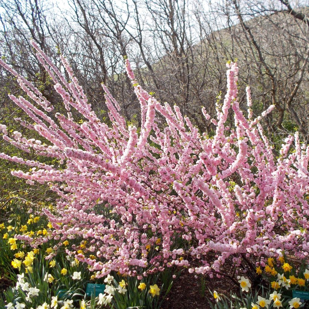 Ciruelo de flor Multiplex - Prunus triloba