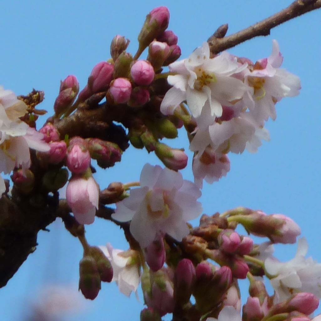 Cerezo de flor Autumnalis Rosea