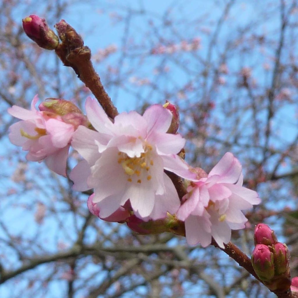 Cerisier à fleurs d'automne - Prunus x subhirtella  Autumnalis Rosea