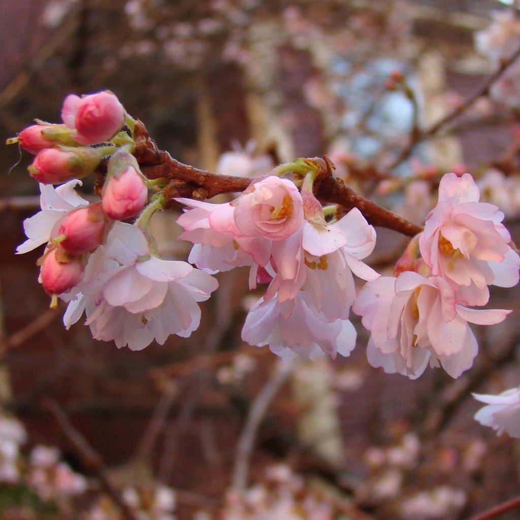 Cerezo de flor Autumnalis Rosea