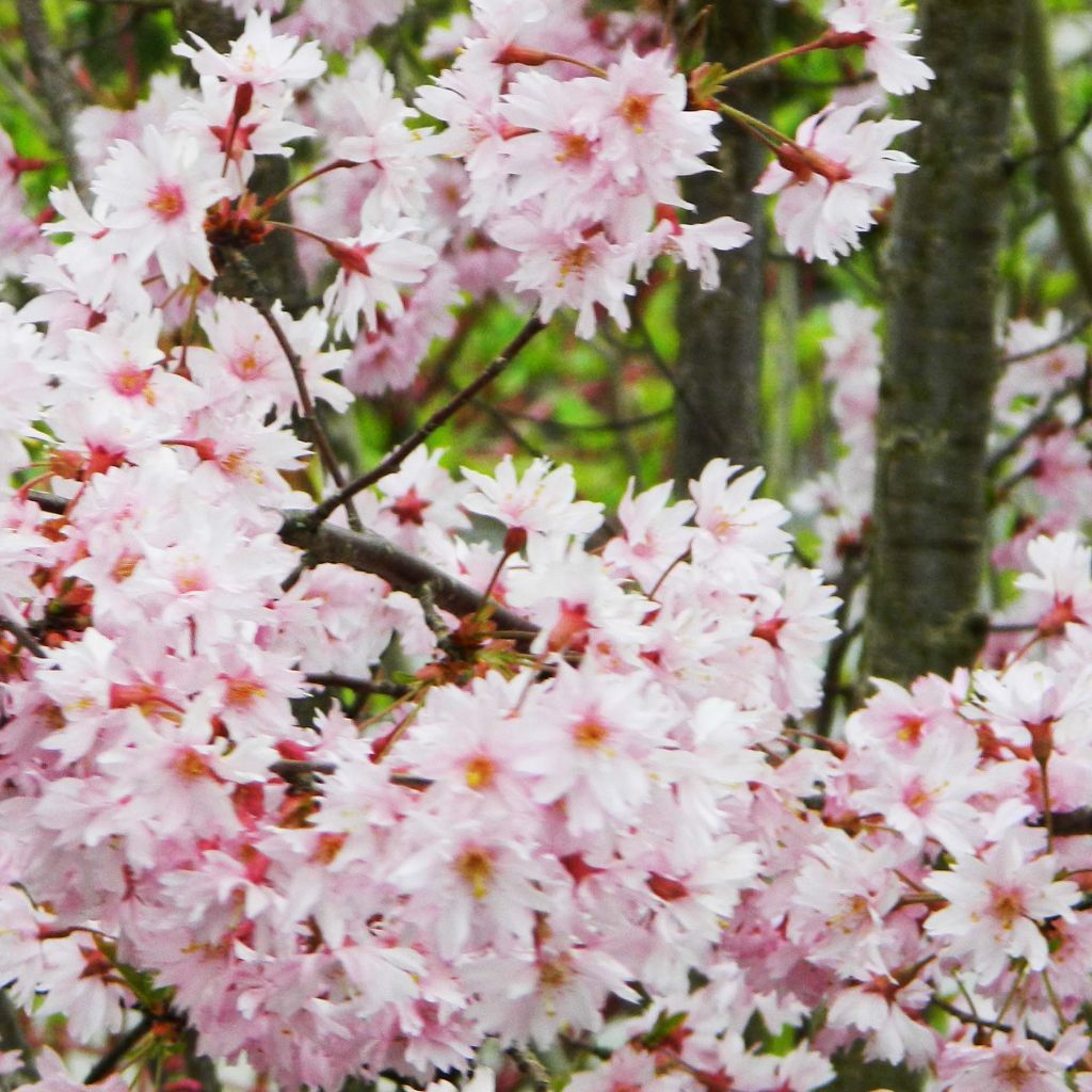 Cerezo de flor subhirtella Fukubana