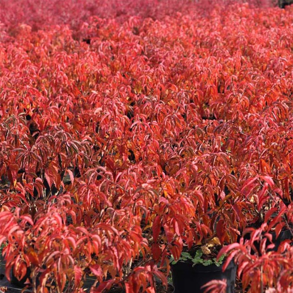 Cerezo de flor subhirtella Fukubana